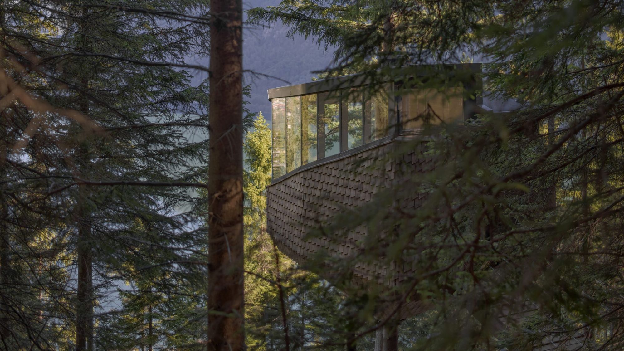 Cabin fastened to a pine tree | Helen & Hard