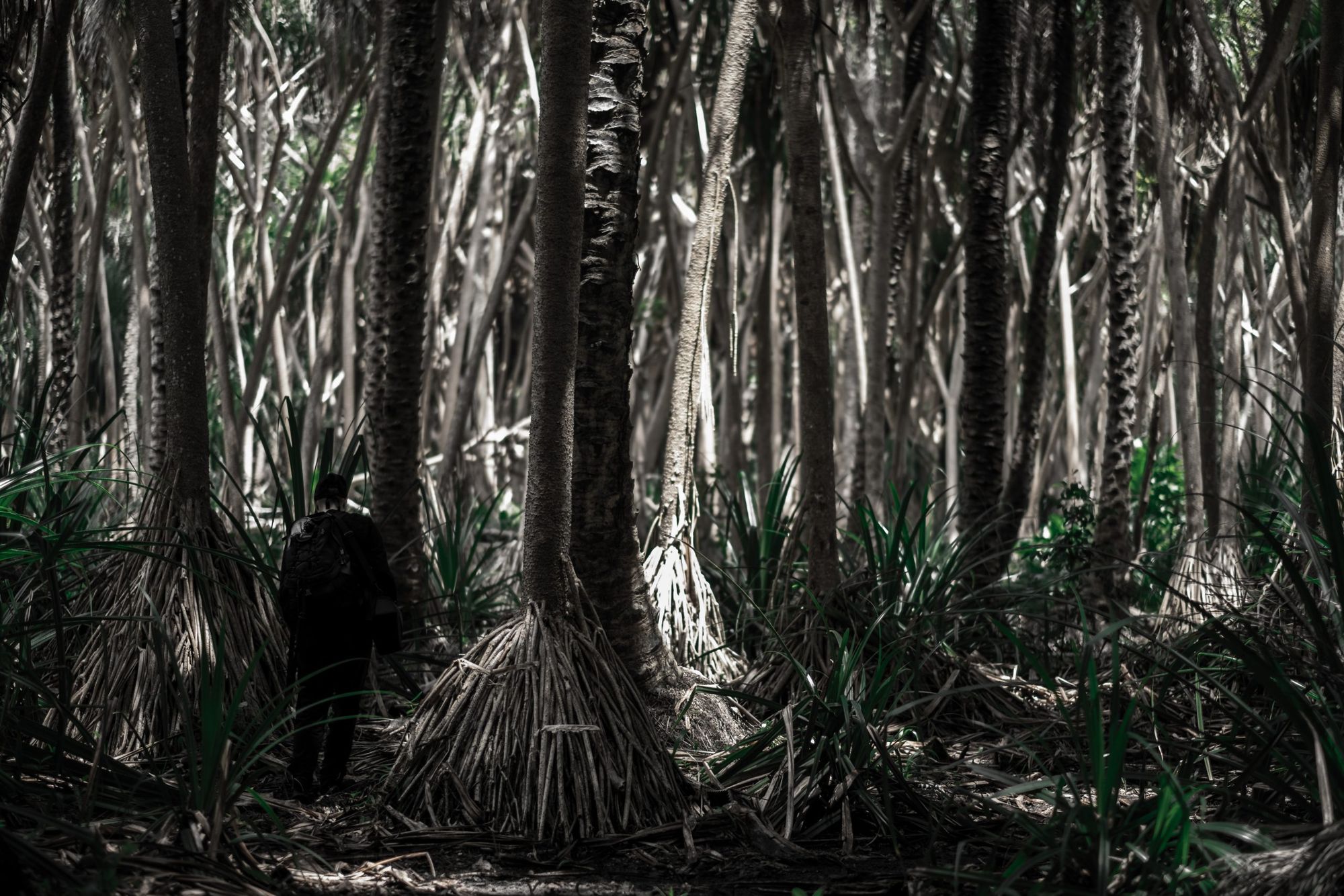 An extraordinary journey around the mythical tree of life: the debut of Łukasz Poleszak’s new album