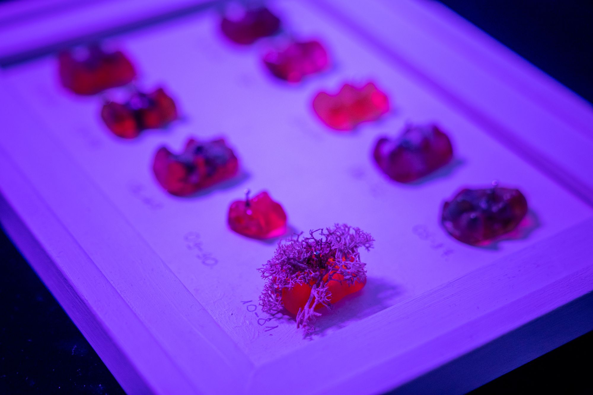 What will we eat in 100 years? Artists and speculative designers on the food of the future