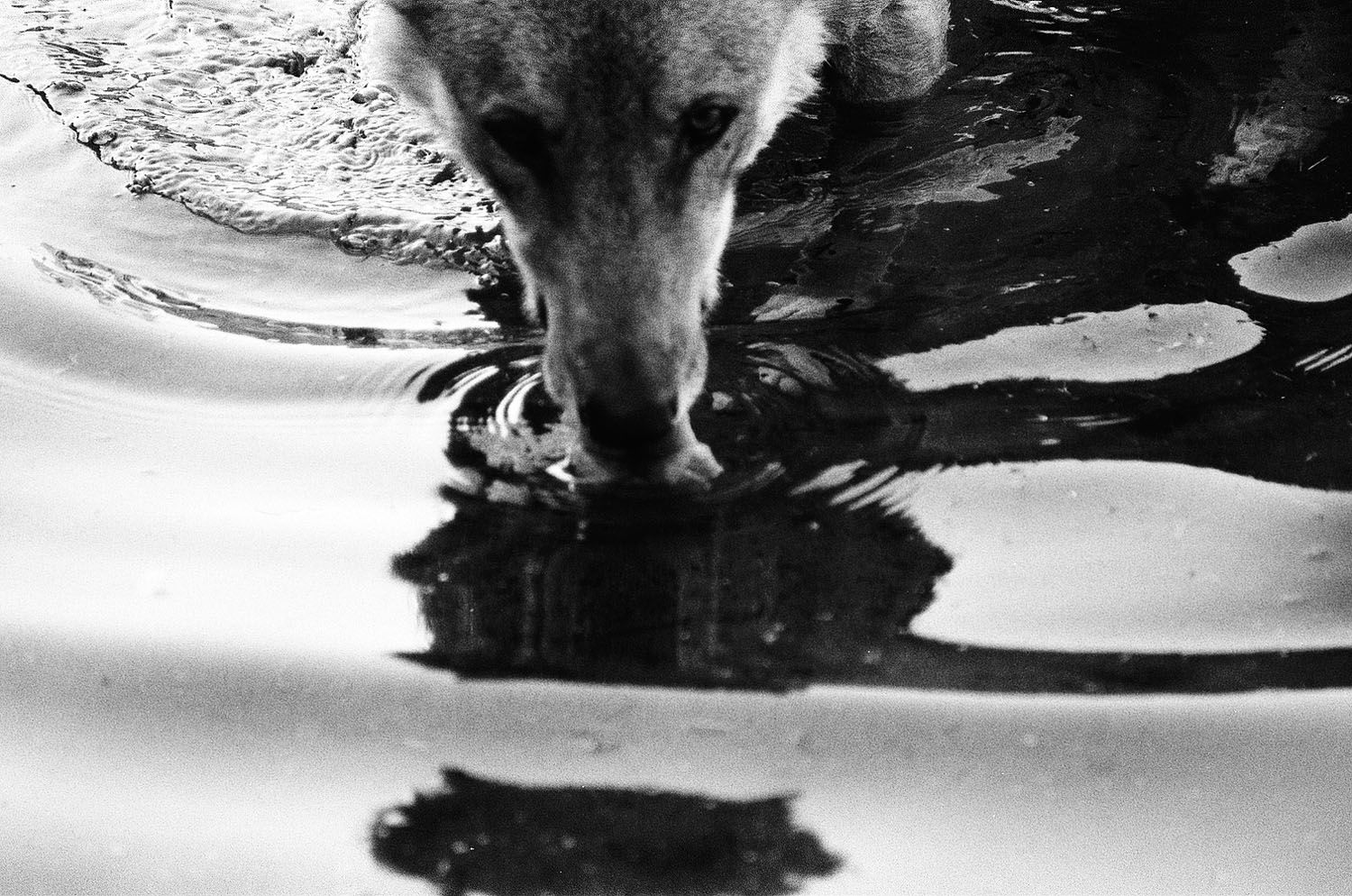 The Georgian zoologist who lived among wolves