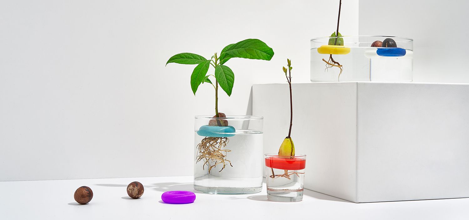 Growing avocados with open design