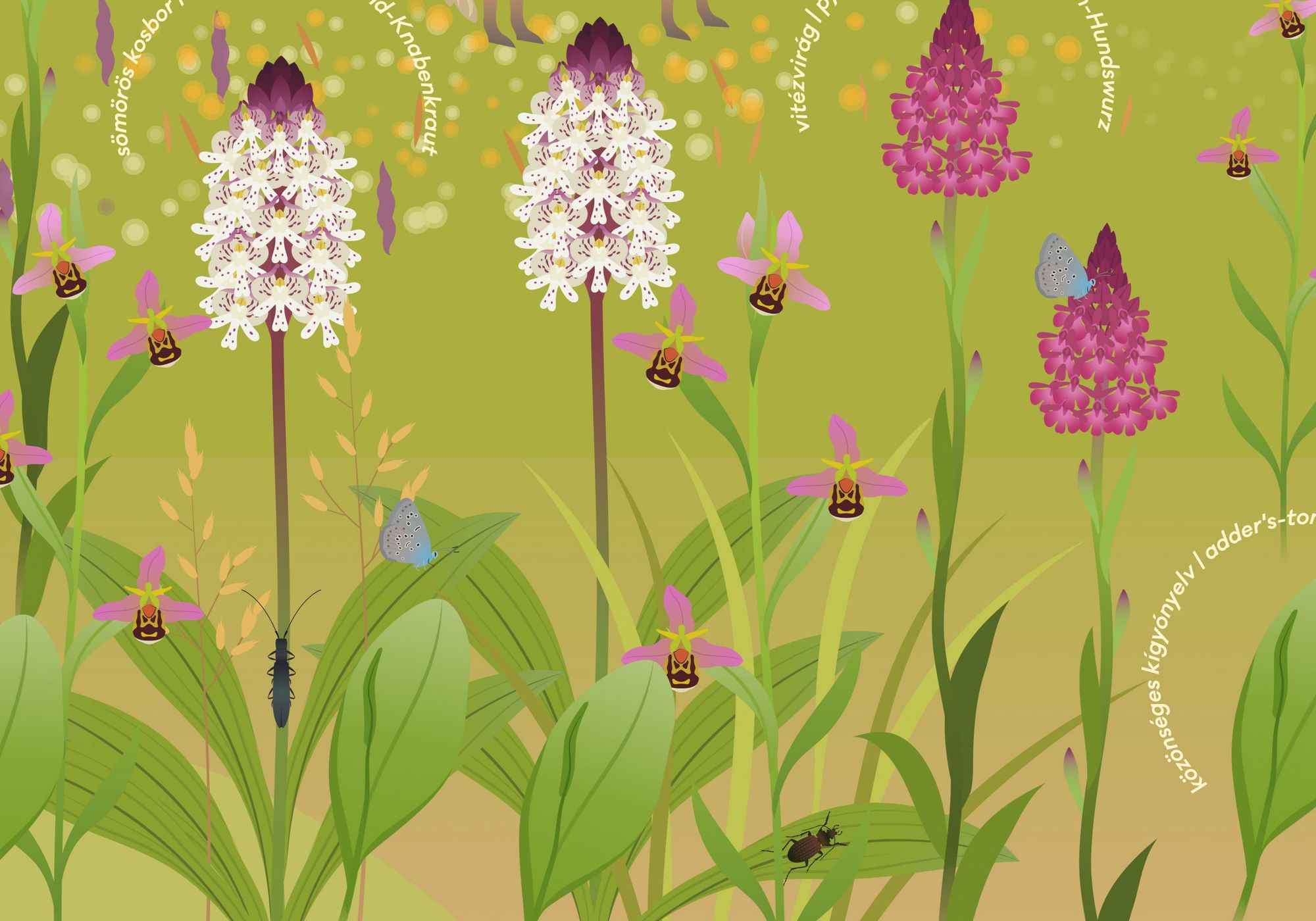 Not just smart, but beautiful too–Educational illustration won award