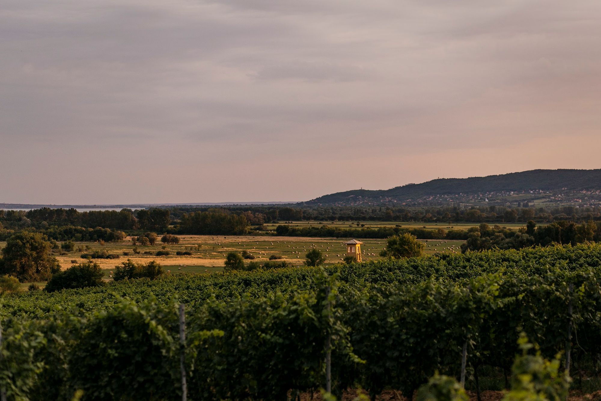Essence of Hungary | Balaton