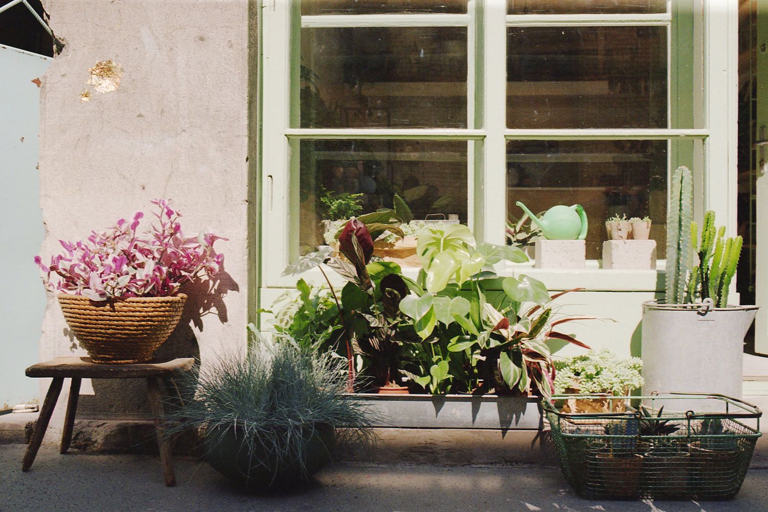 An oasis of houseplants and objects: introducing the Pilea Project