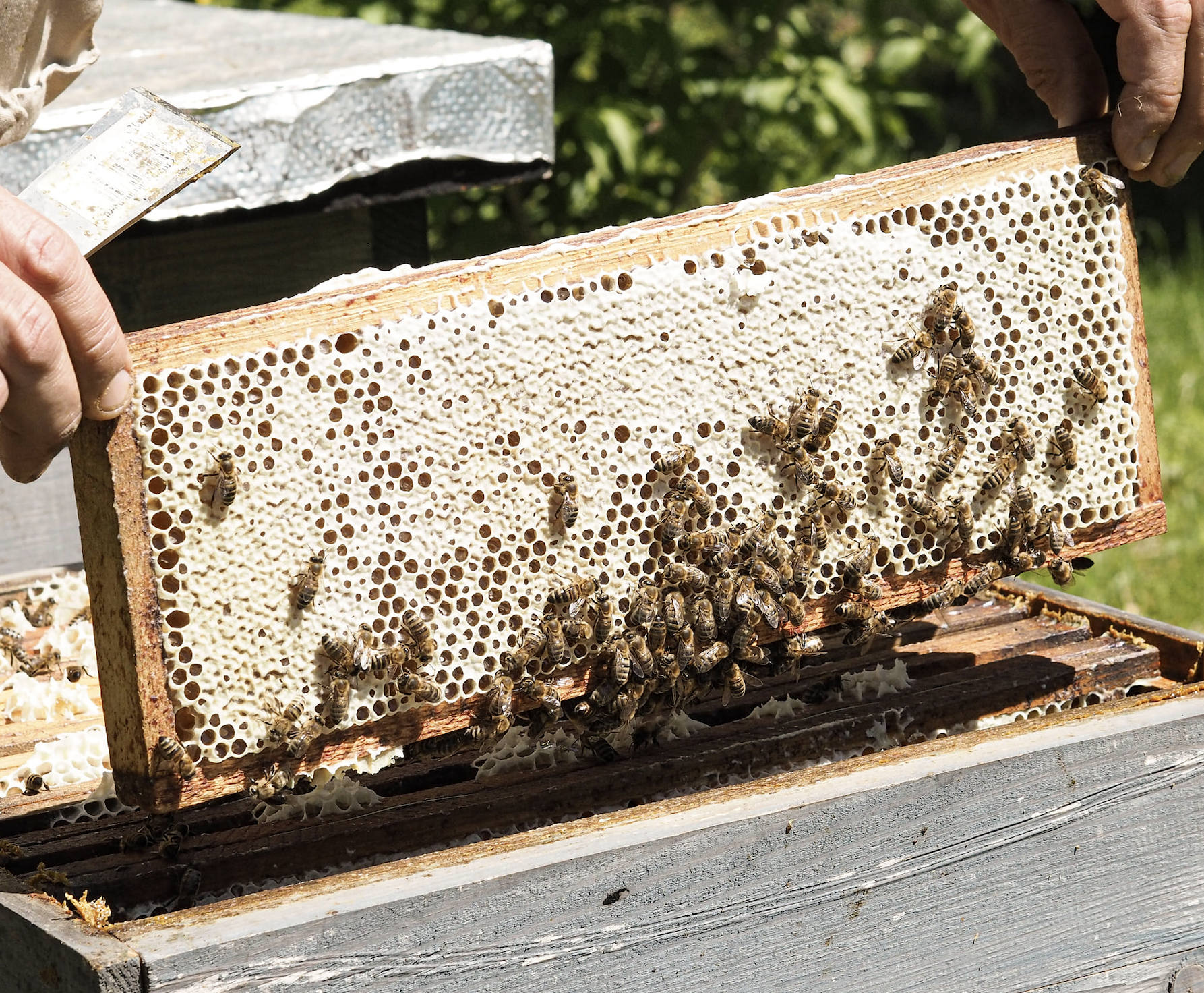 Stories sweet as honey from the region | TOP5