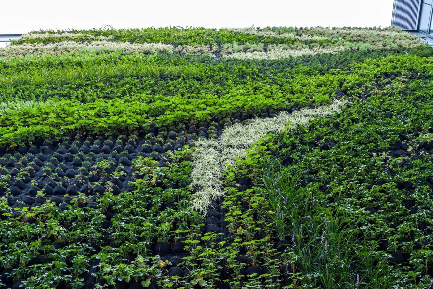 Green cities reaching for the sky: are vertical gardens the future? | TOP 5