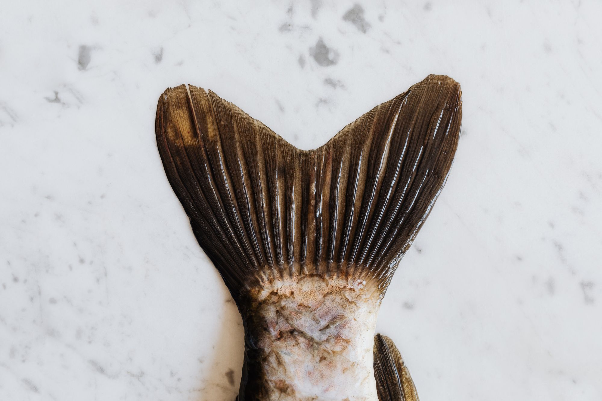 The ecocatastrophe of the Oder