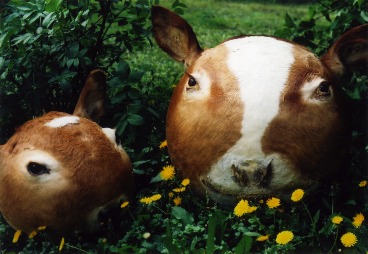 Budapesti Horror | Interjú Szöllősi Gézával