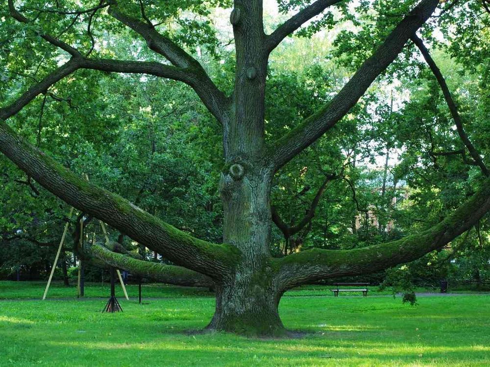 European Tree of the Year winner announced today