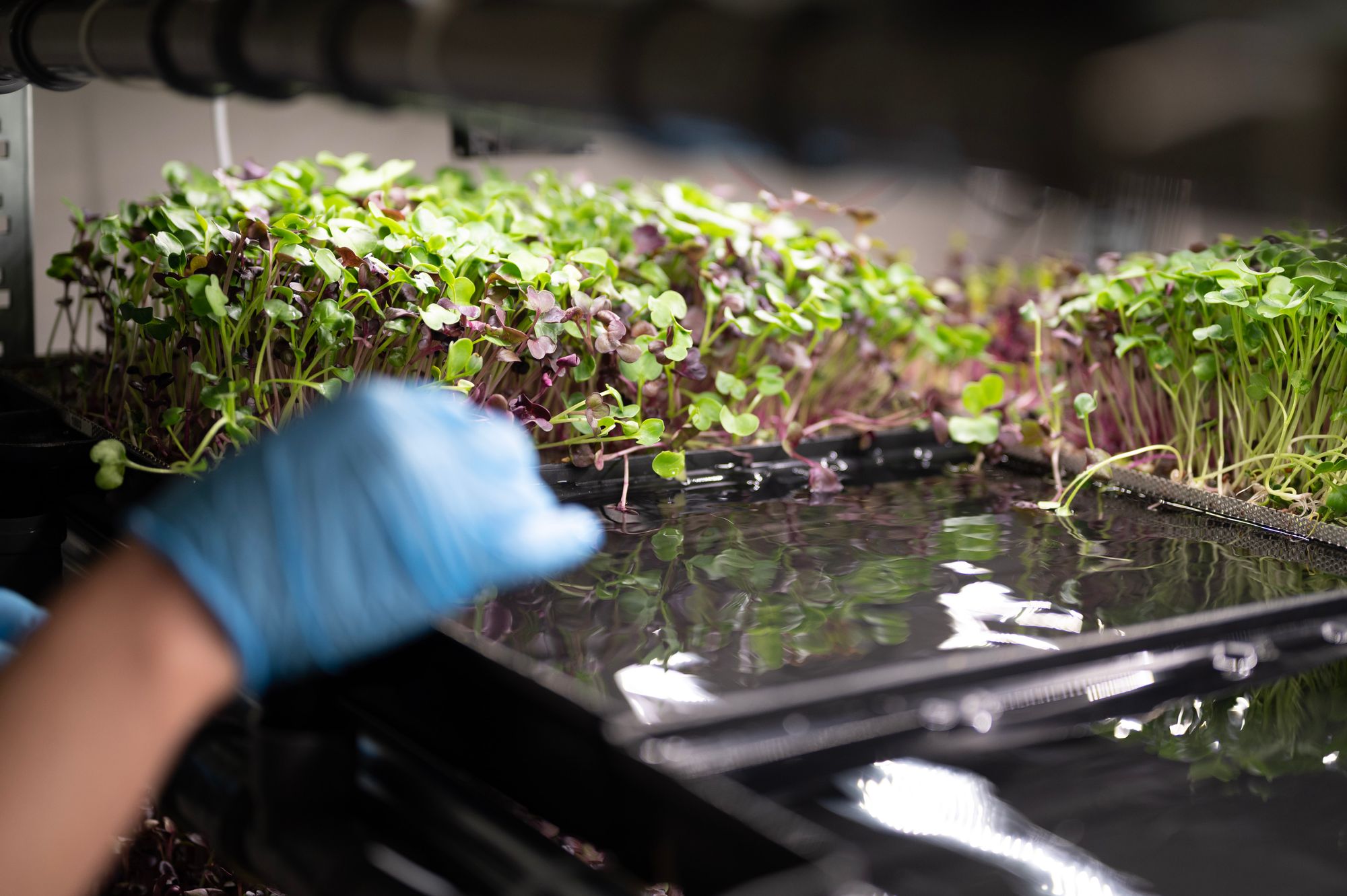 Braving the elements: We visited Budapest’s trendiest basement farm!