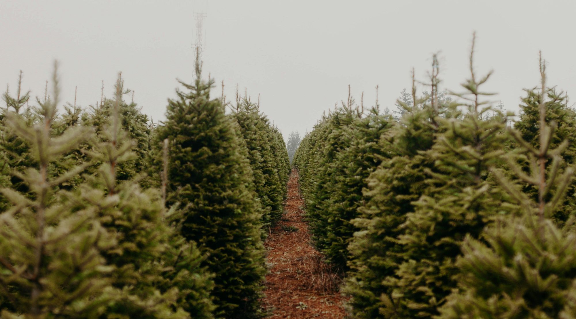 The Life of a Christmas Tree