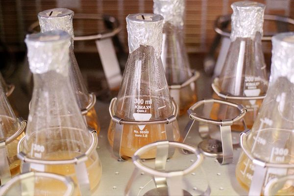 How to save the life-giving soil | Phylazonit