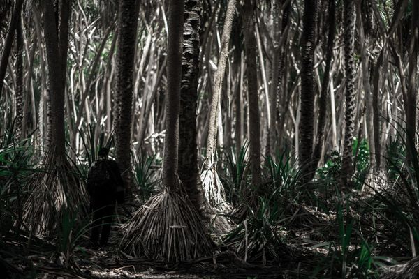 An extraordinary journey around the mythical tree of life: the debut of Łukasz Poleszak’s new album