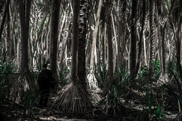 Rendkívüli utazás az élet mitikus fája körül: debütál Łukasz Poleszak új albuma