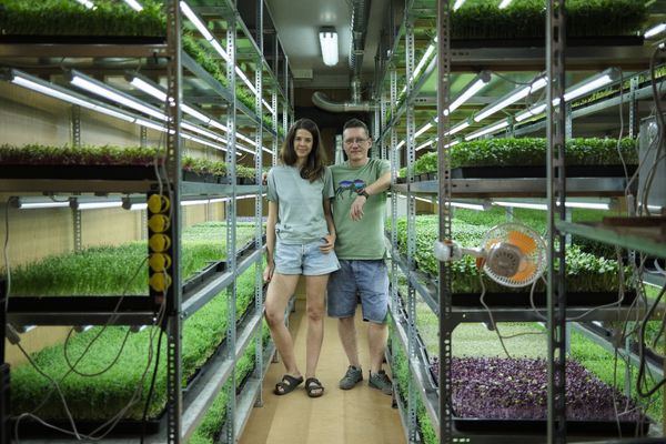 Sára reaps what Zoli sows—Life on a microgreen farm