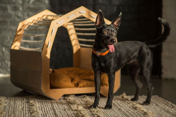 MÖKKI dog furniture | MAACRAFT X MADZAG