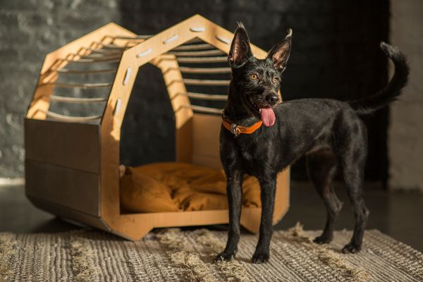 MÖKKI kutyabútor | MAACRAFT X MADZAG