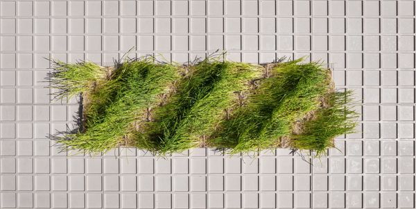 The designer who uses wheatgrass instead of yarn to weave | Anett Papp’s NATURING objects