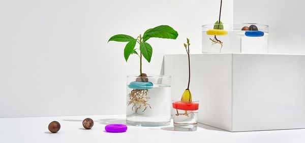 Growing avocados with open design