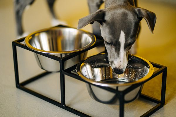 Stylish pets | TOP 5