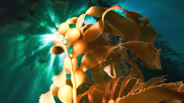 Carbon dioxide could be put away in the ocean floor