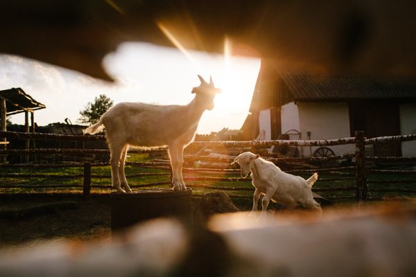 Special farmer manufactories | TOP 5