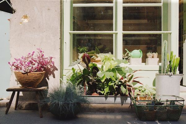 An oasis of houseplants and objects: introducing the Pilea Project