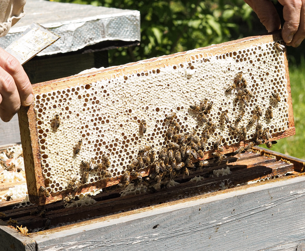 Stories sweet as honey from the region | TOP5