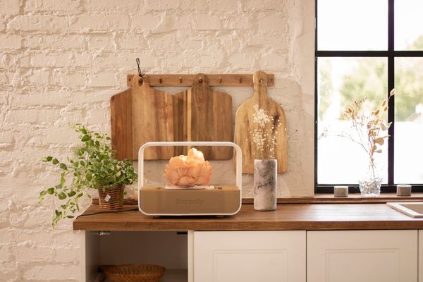 Young Hungarians are reforming the concept of growing mushrooms at home: introducing Shrooly!