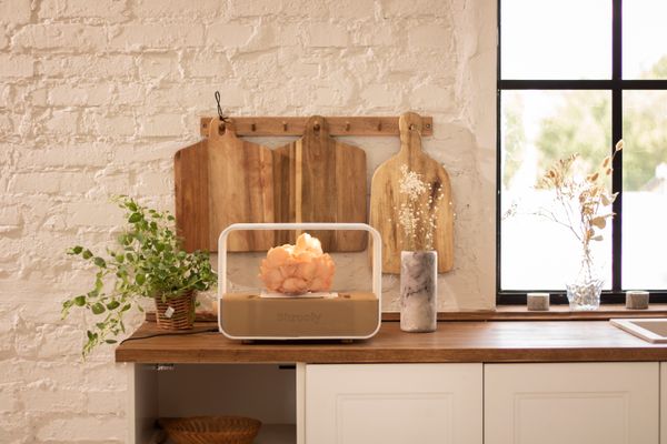 Magyar fiatalok reformálják az otthoni gombatermesztés fogalmát: íme, a Shrooly!