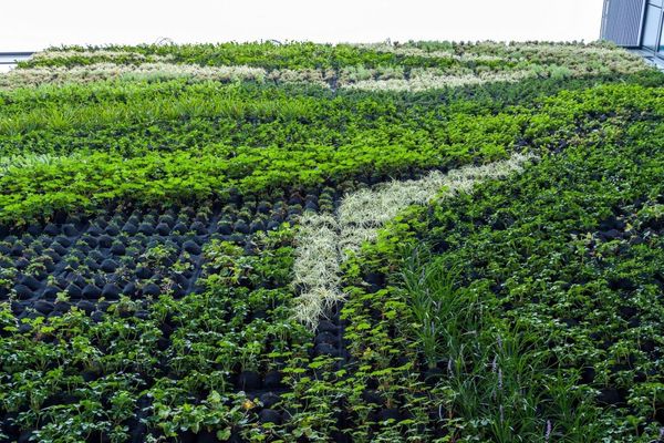 Green cities reaching for the sky: are vertical gardens the future? | TOP 5