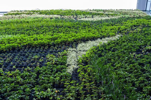 Felfelé zöldülő városok: a vertikális kerteké a jövő? | TOP 5