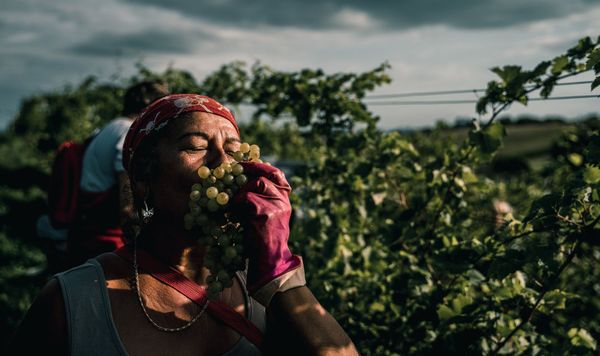 Innovation and expertise in winemaking | TOP5