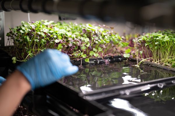 Braving the elements: We visited Budapest’s trendiest basement farm!