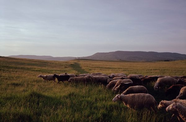 Kedvenc klasszikusaink a Balaton-felvidékről